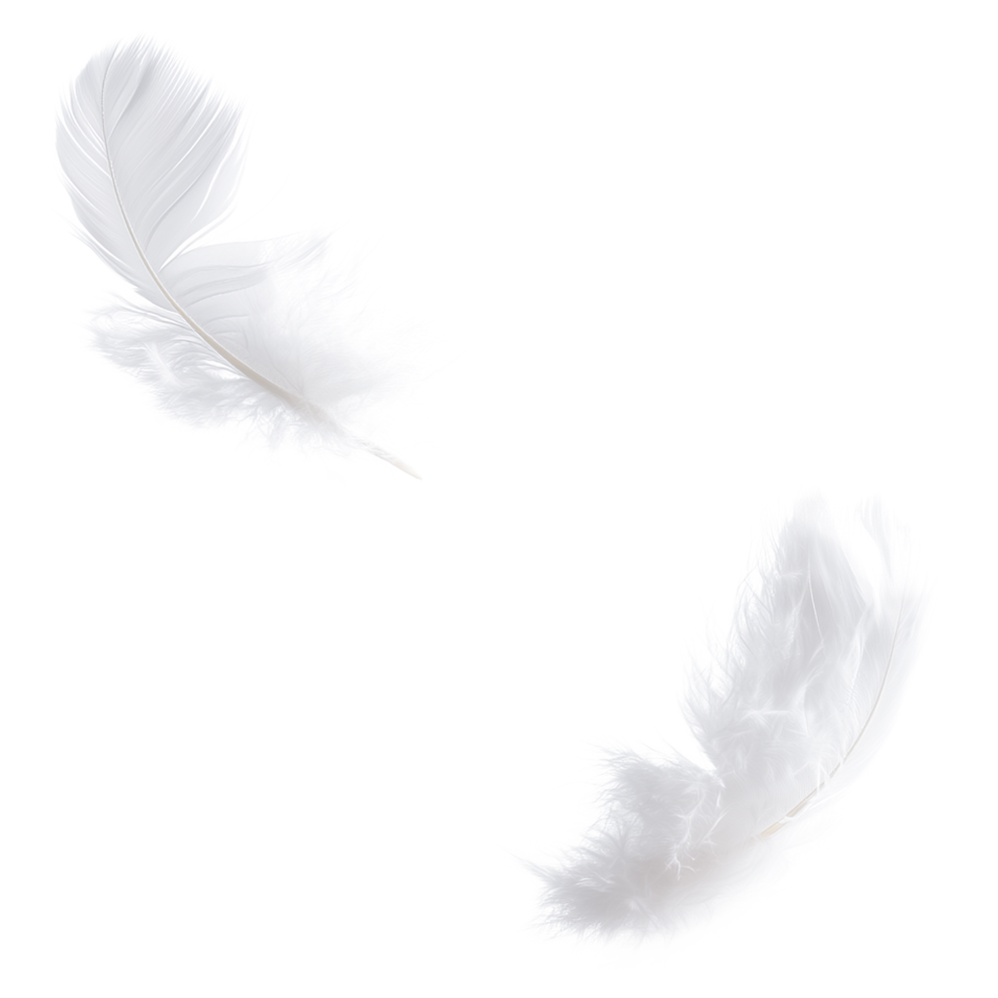 흰 깃털 정물